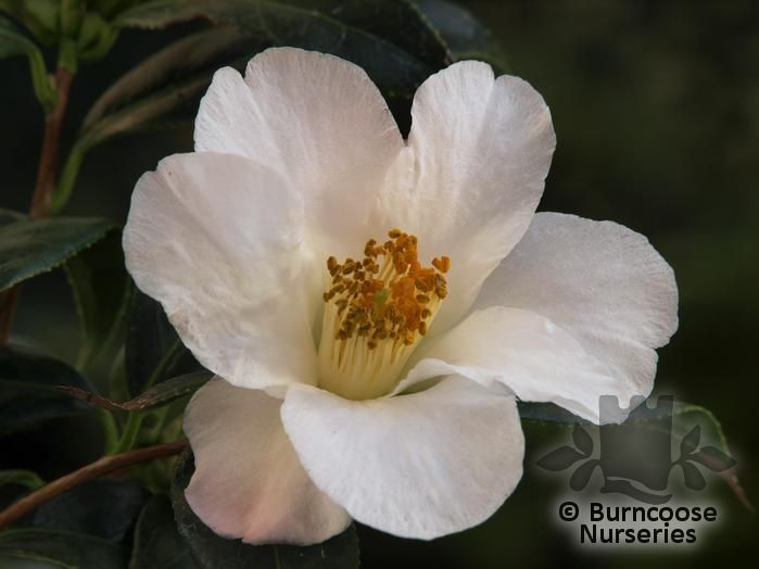 Camellia 'Narumigata' from Burncoose Nurseries
