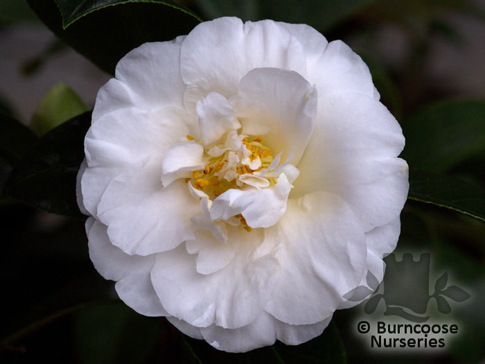 Camellia 'Onetia Holland' from Burncoose Nurseries