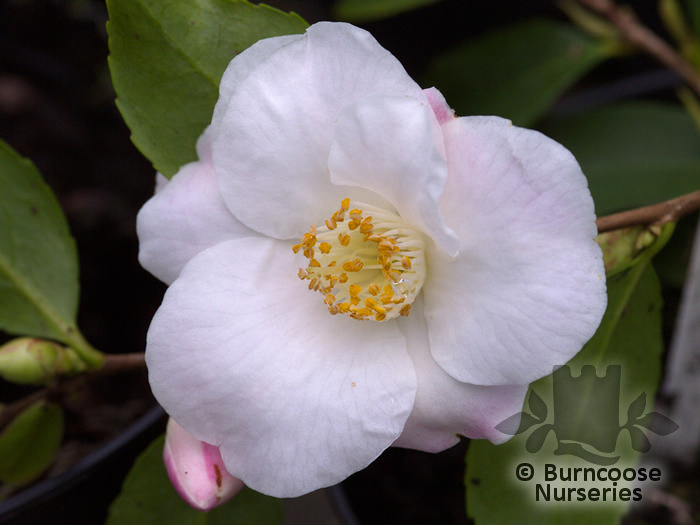Camellia 'Quintessence' from Burncoose Nurseries