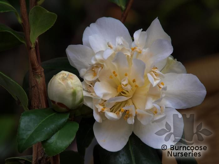 Camellia 'Silver Anniversary' from Burncoose Nurseries