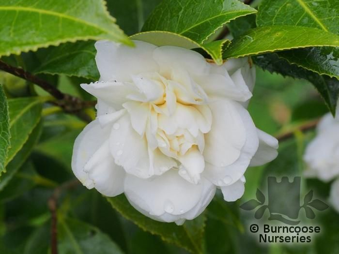 Camellia 'Silver Ruffles' from Burncoose Nurseries