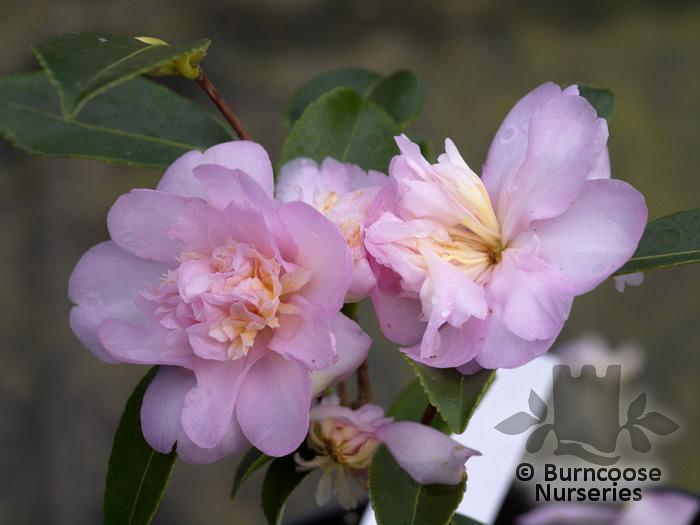 Camellia 'Winter'S Interlude' from Burncoose Nurseries