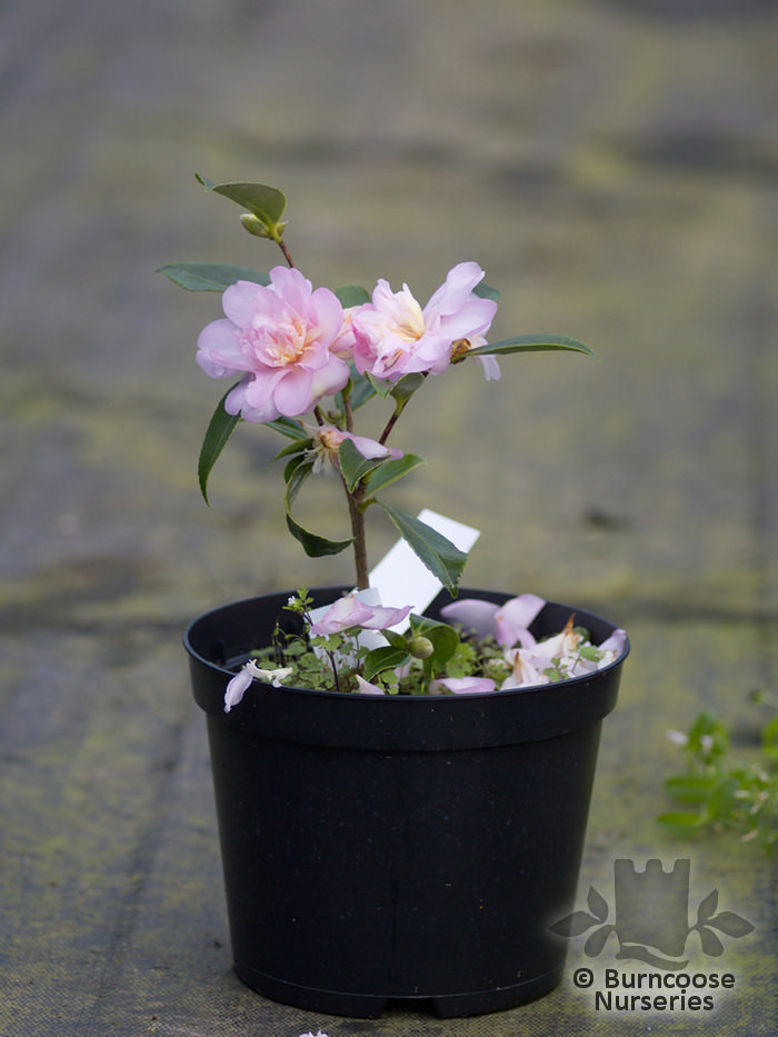 Camellia 'Winter'S Interlude' from Burncoose Nurseries