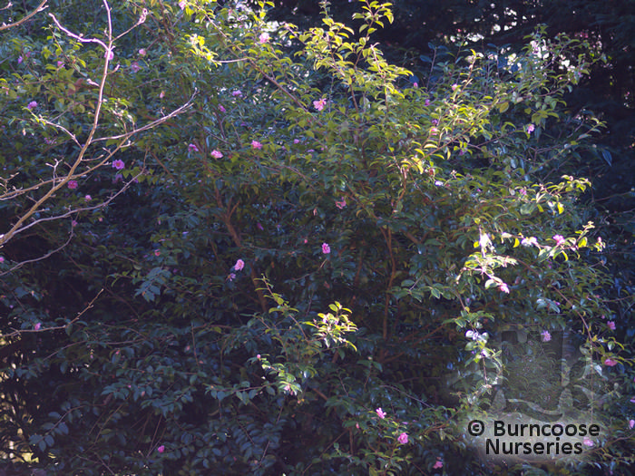 Camellia 'Winter'S Joy' from Burncoose Nurseries