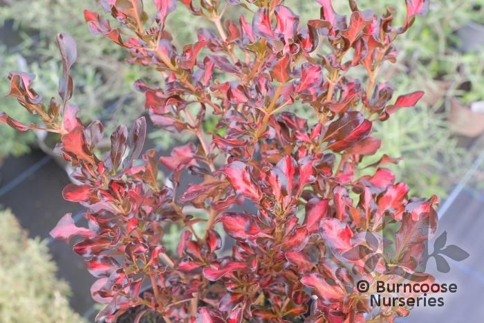 Coprosma Repens 'Pacific Sunset' from Burncoose Nurseries