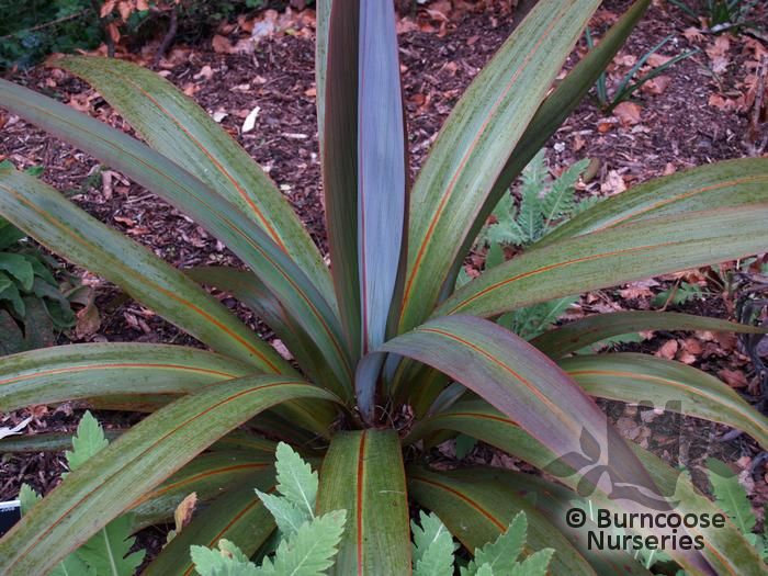 Cordyline Indivisa from Burncoose Nurseries