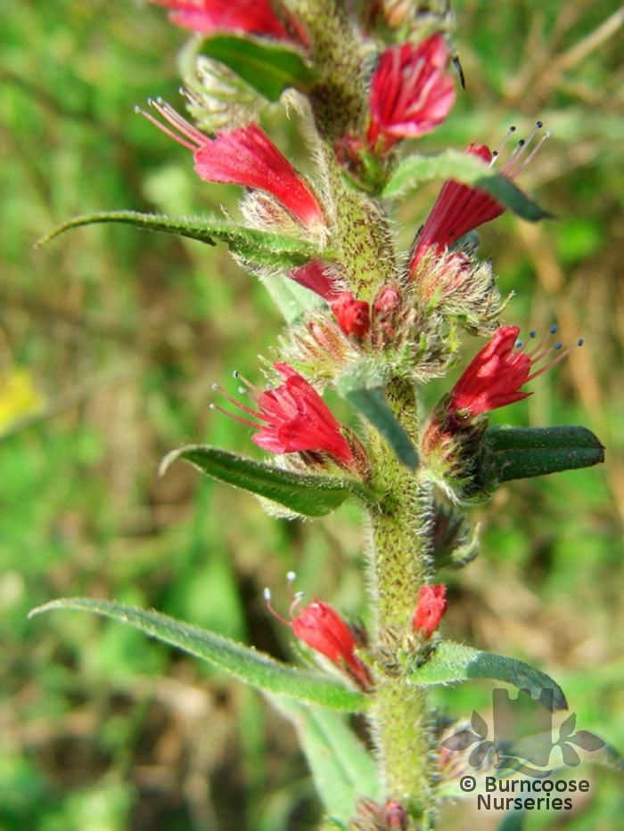 Plant Profile for Echium amoenum 'Red Feathers' - Red Feathers Perennial