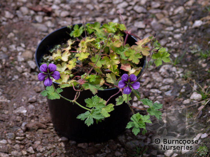 Geranium 'Salome' from Burncoose Nurseries