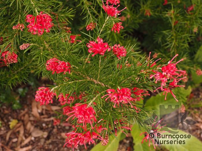 Grevillea Rosmarinifolia from Burncoose Nurseries