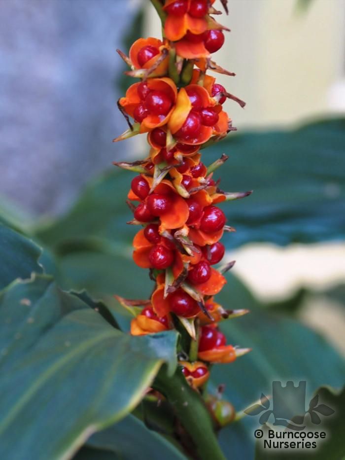 Hedychium Densiflorum 'Assam Orange' from Burncoose Nurseries