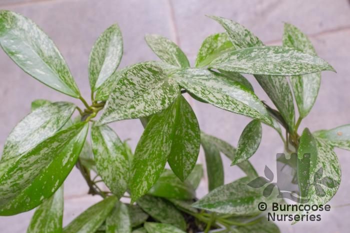 Hoya Carnosa 'Silverspots' from Burncoose Nurseries