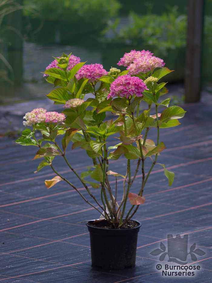 Buy Hydrangea 39;Moritzburg39; plants from Burncoose Nurseries