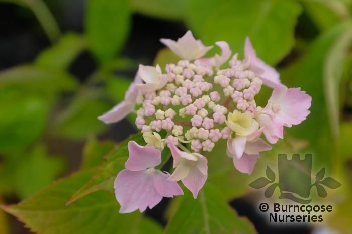 Hydrangea Serrata 'Blue Deckle' from Burncoose Nurseries