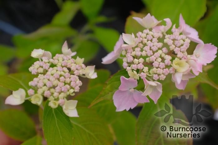 Hydrangea Serrata 'Blue Deckle' from Burncoose Nurseries