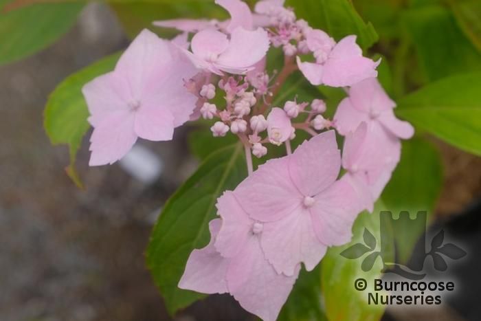 Hydrangea Serrata 'Blue Deckle' from Burncoose Nurseries