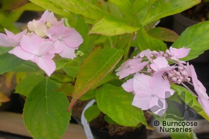 Hydrangea Serrata 'blue Deckle' From Burncoose Nurseries