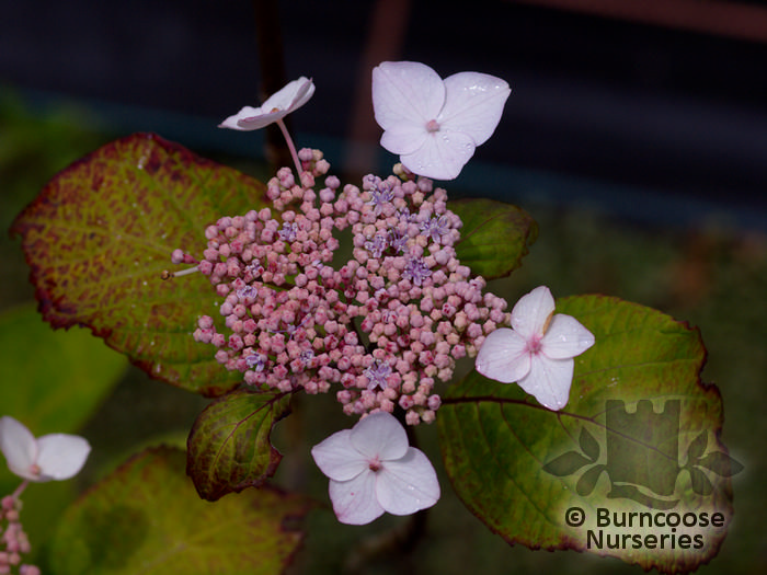 Hydrangea Serrata 'Ramis Pictis' from Burncoose Nurseries