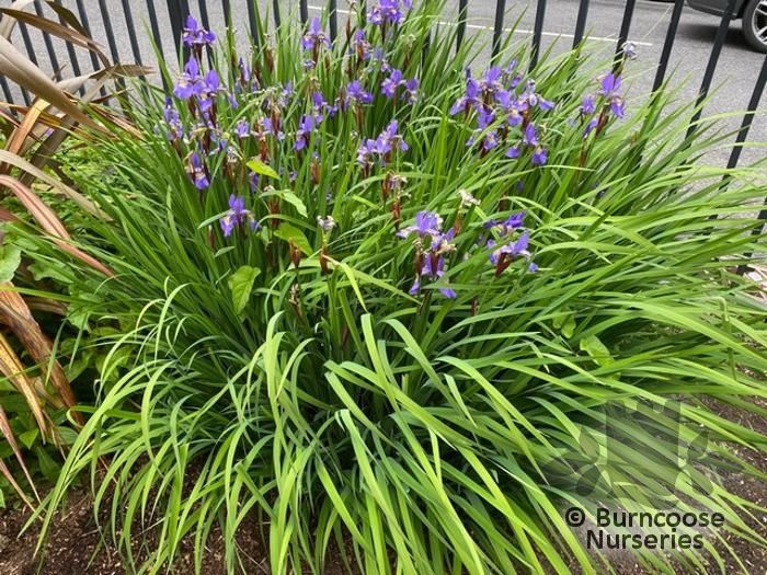 Iris sibirica 'Blue King'  BBC Gardeners World Magazine