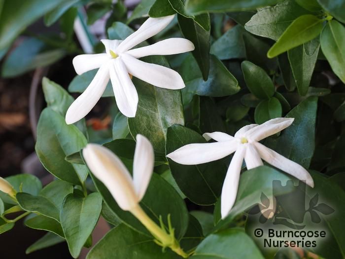 Jasminum nitidum