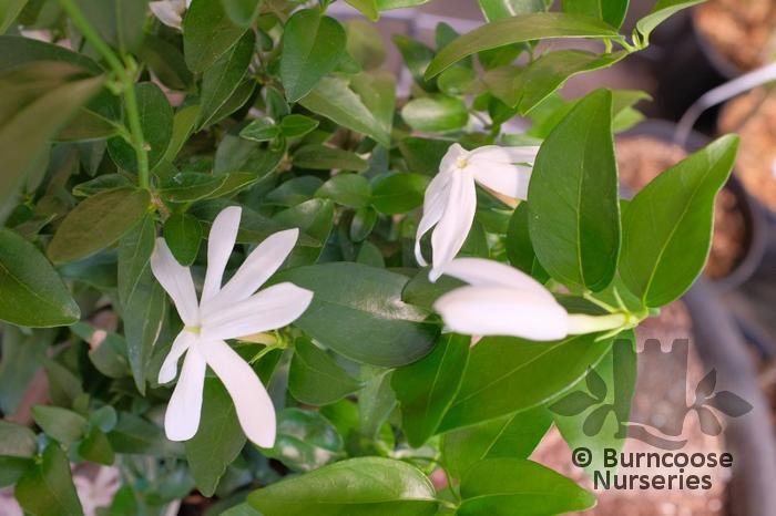 Jasminum nitidum