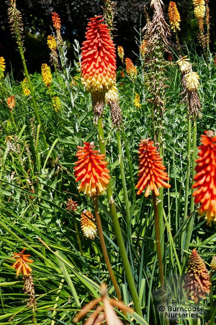 Kniphofia 'Royal Castle' from Burncoose Nurseries