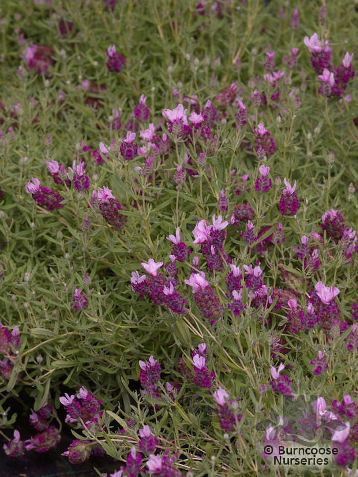 Buy Lavandula Stoechas 'kew Red' Plants From Burncoose Nurseries