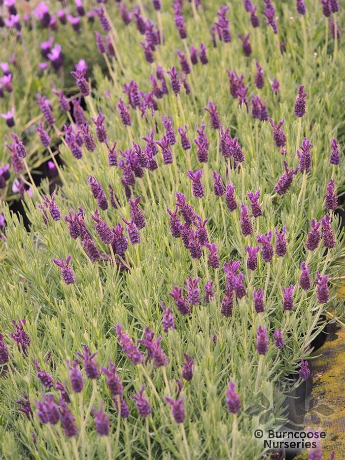 Lavandula Stoechas 'Regal Splendour' from Burncoose Nurseries