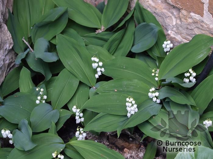 Lily Of The Valley 'Rosea' from Burncoose Nurseries