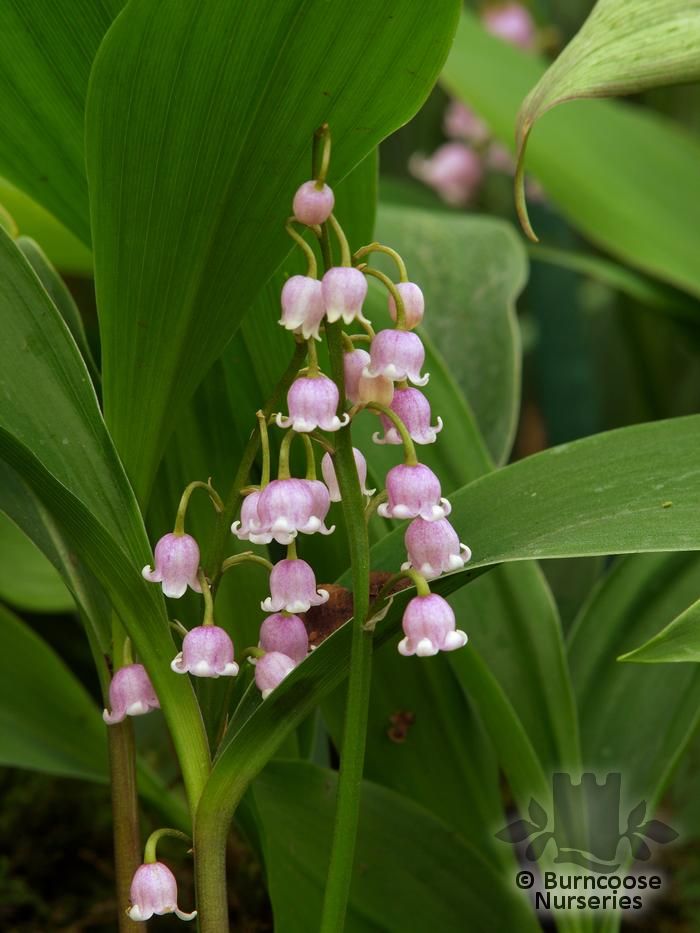 Pink Lily of the Valley