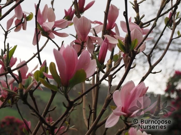 Magnolia 'Blushing Belle' from Burncoose Nurseries