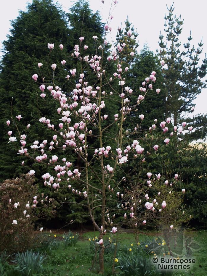 Magnolia Denudata 'Fragrant Cloud' from Burncoose Nurseries