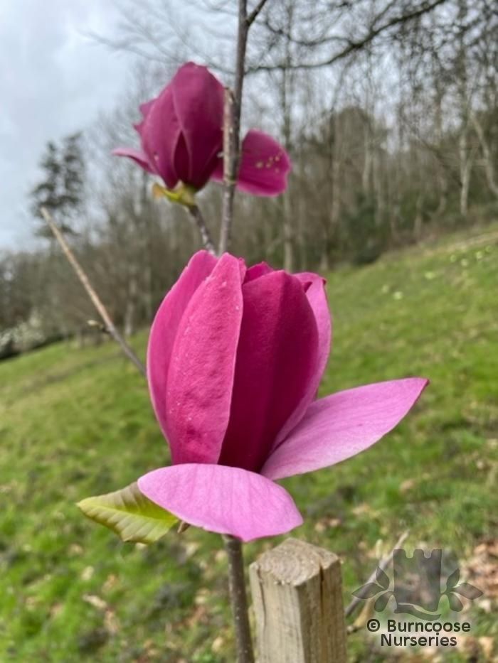 Magnolia 'Emperor' from Burncoose Nurseries