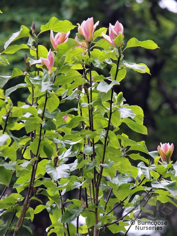 Magnolia X Brooklynensis 'Evamaria' from Burncoose Nurseries