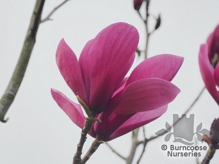 Magnolia 'Lili Diva' from Burncoose Nurseries