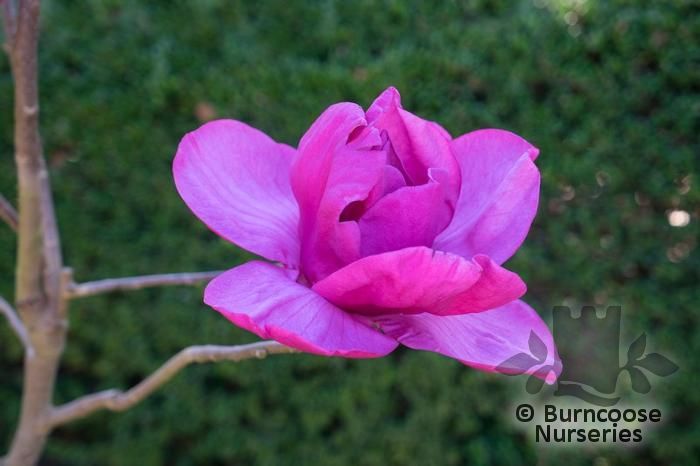 Magnolia 'Meganolia' From Burncoose Nurseries