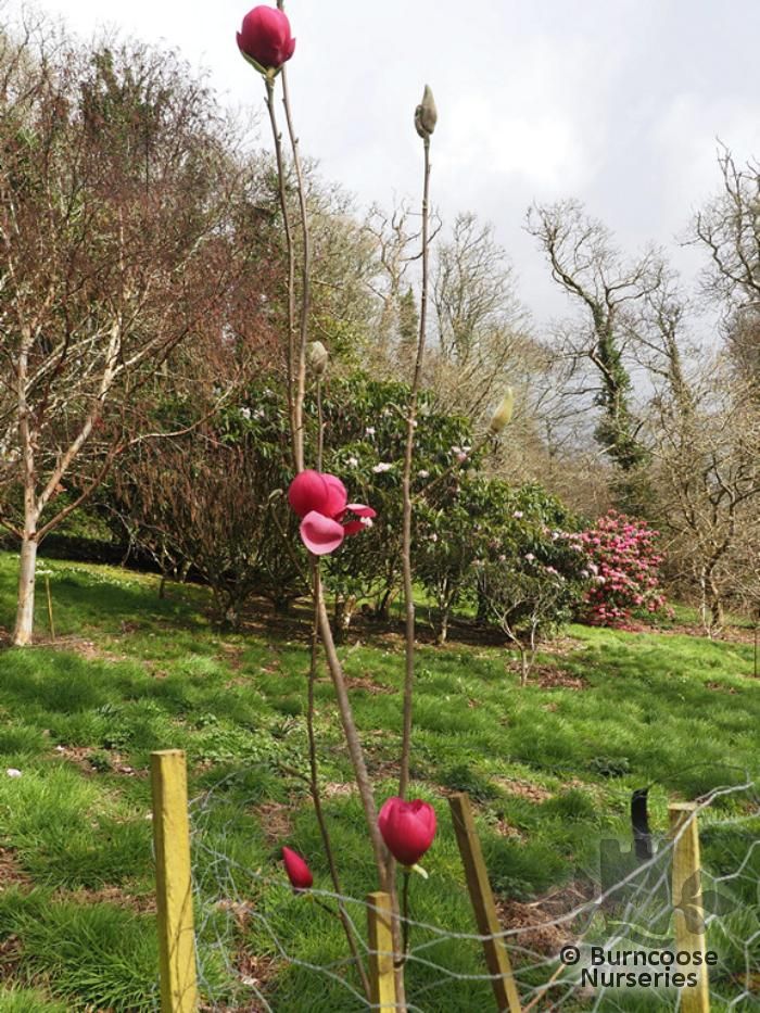 Magnolia 'Watermelon' from Burncoose Nurseries