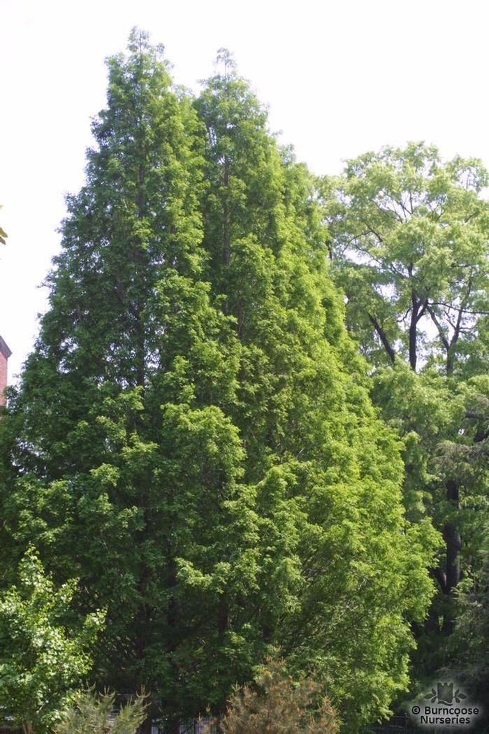 metasequoia glyptostroboides cone