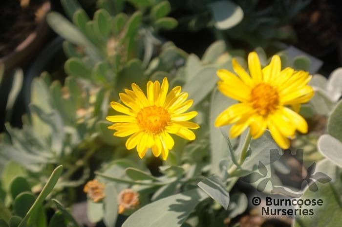 Othonna Cheirifolia from Burncoose Nurseries