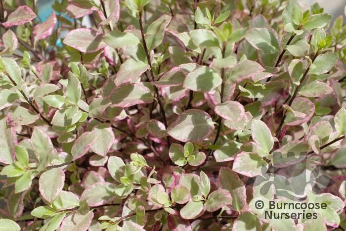 Pittosporum Tenuifolium 'Bannow Bay' from Burncoose Nurseries