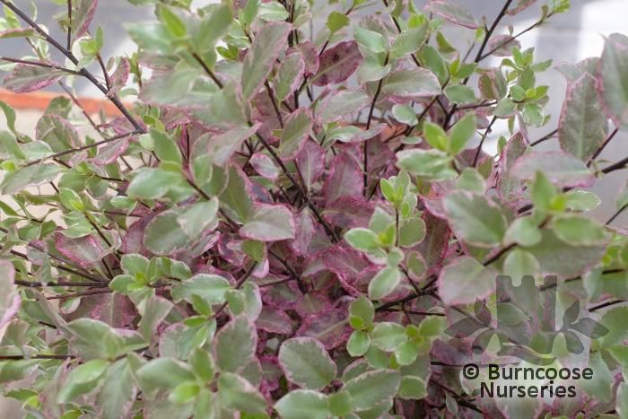 Pittosporum Tenuifolium 'Bannow Bay' from Burncoose Nurseries