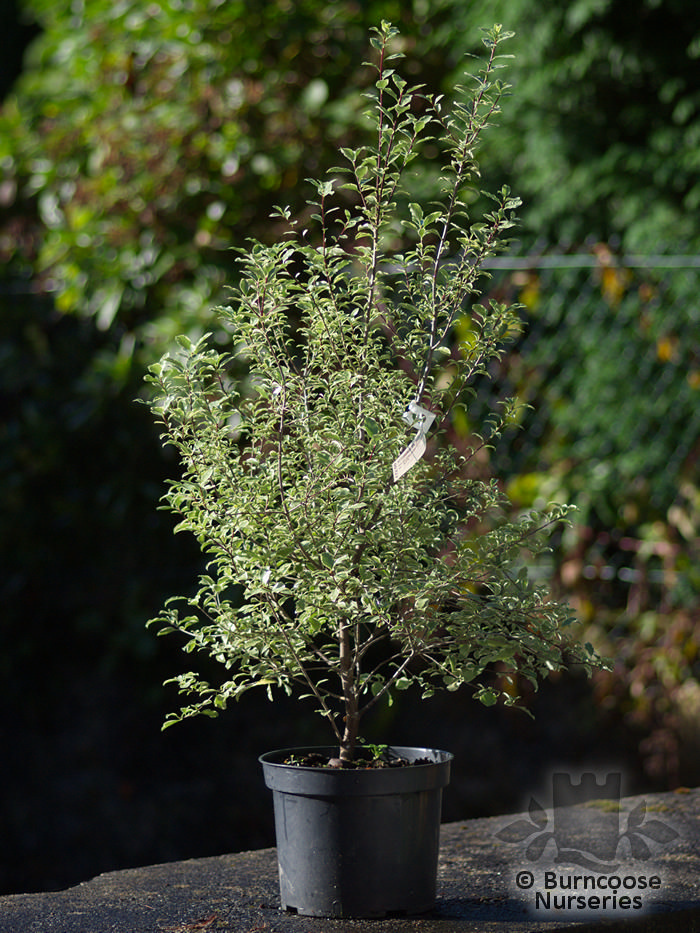 Pittosporum Tenuifolium 'Silver Magic' from Burncoose Nurseries