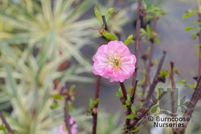 Prunus Triloba 'Rosenmund' From Burncoose Nurseries FRUITING CHERRIES