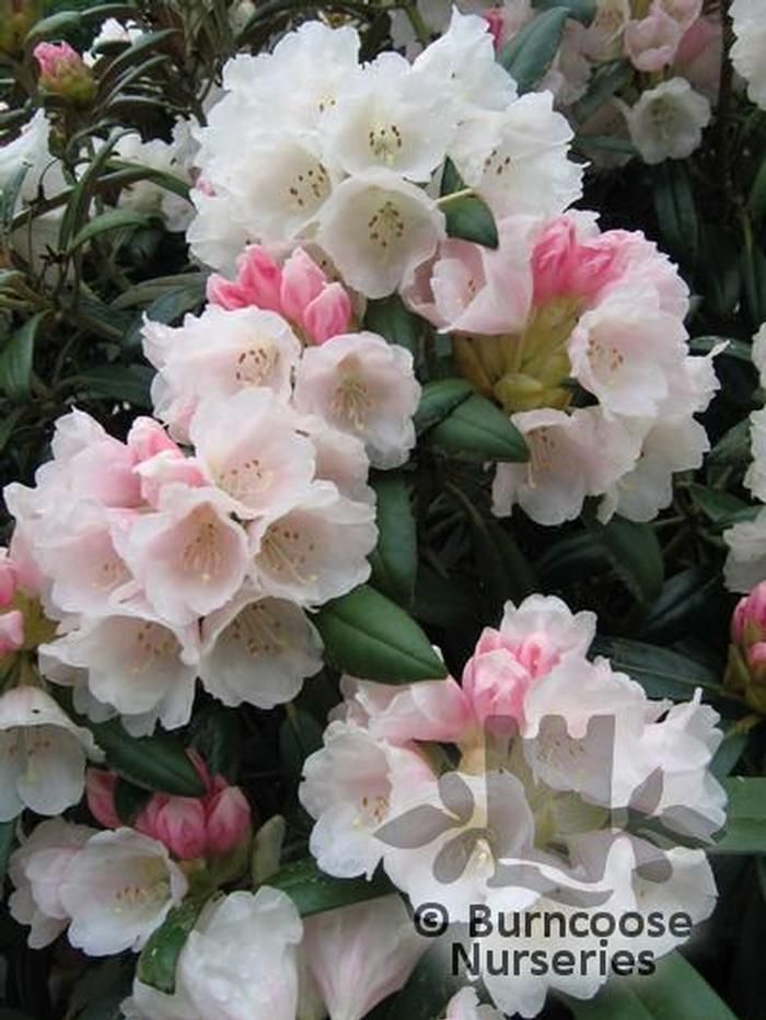 Rhododendron Yakushimanum from Burncoose Nurseries RHODODENDRON SPECIES