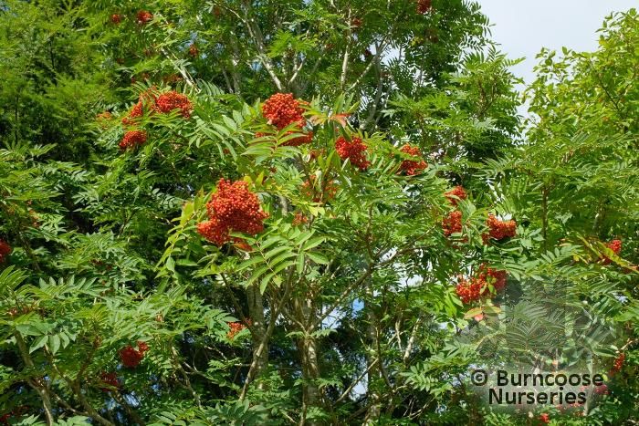 Sorbus Americana from Burncoose Nurseries