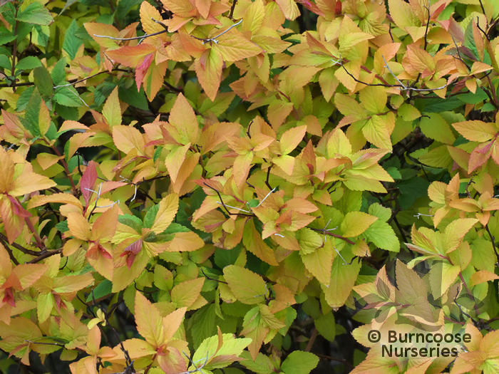 Spiraea Japonica Goldflame From Burncoose Nurseries