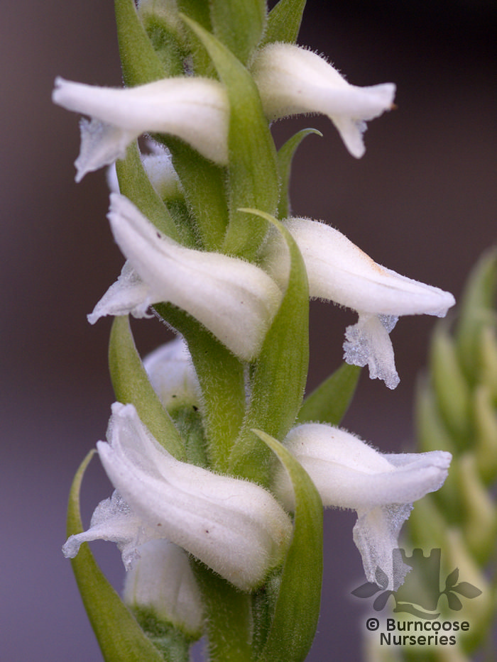 Spiranthes chadds ford care #2