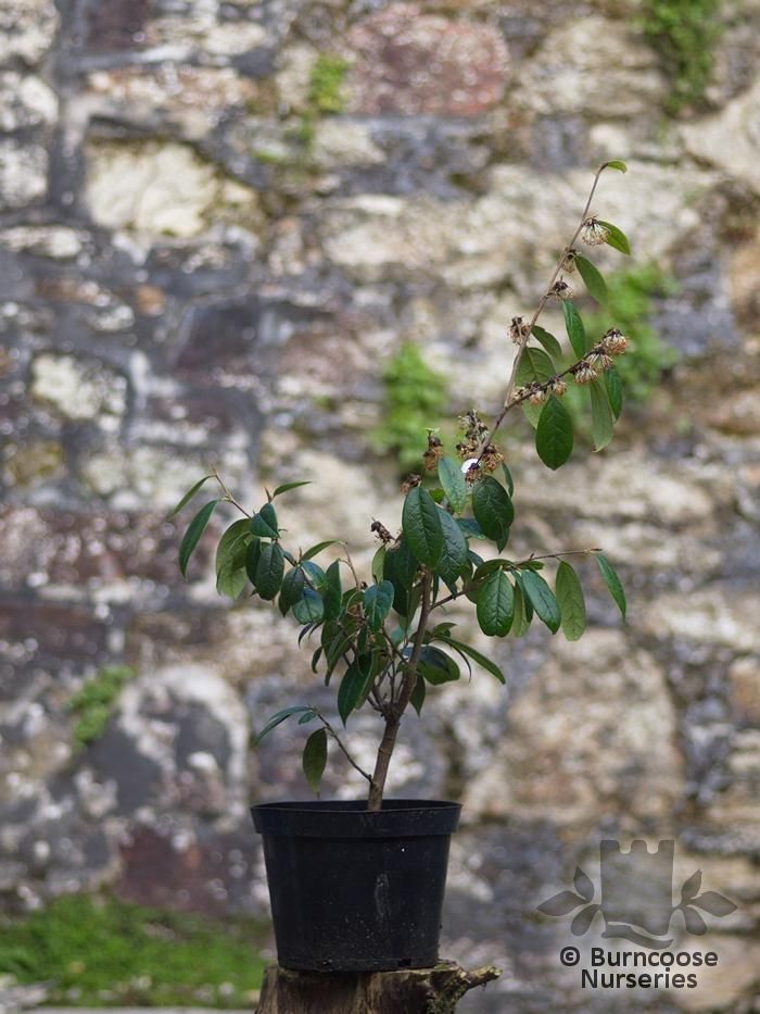 Sycopsis Sinensis from Burncoose Nurseries