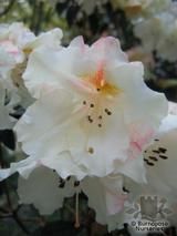 buy Rhododendron ‘Fragrantissimum’