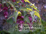 Buy Leycesteria Formosa plants from Burncoose Nurseries