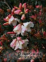 buy Rhododendron ‘Lady Alice Fitzwilliam’